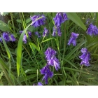 English Bluebell bulbs (hyacinthoides-non-scripta)