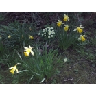 Wild Daffodil bulbs (narcissus lobularis)