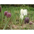 view details of English Bluebell bulbs (hyacinthoides-non-scripta)
