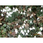 Snowdrop bulbs (galanthus nivalis)