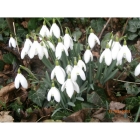view details of Snowdrop bulbs (galanthus nivalis)