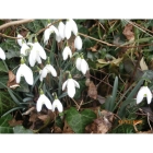 Snowdrop plants in the green (galanthus nivalis)