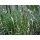 General purpose, Meadow grass mix (100% Meadow Grass mix)
