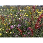Wet Soil Wildflowers- 100% wild flower seed mix