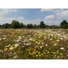 Wild flowers for Clay Soils- 100% wild flower seed mix