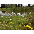Pond Edge Wildflowers- 100% wild flower seed mix
