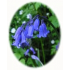 view BLUEBELL seeds (hyacinthoides non-scripta) details